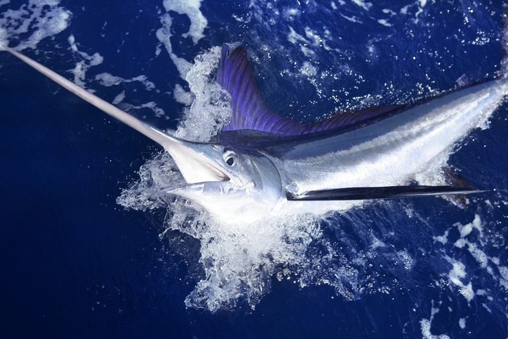 Marlin blanc de l&#039;Atlantique